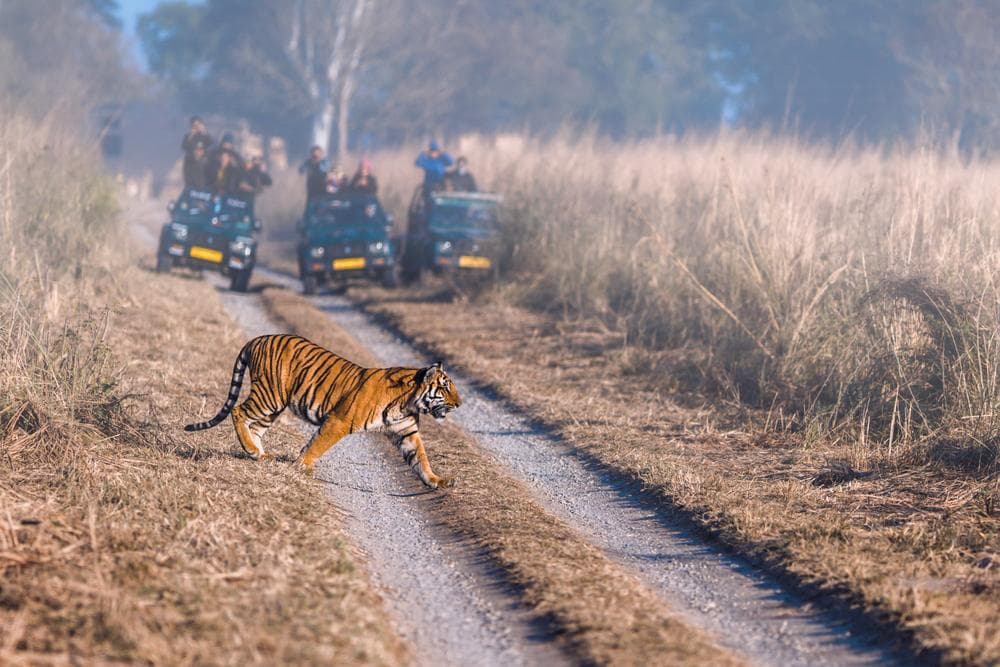 Jim Corbett Escape – Forests, Wildlife & Nature: additional photo 1
