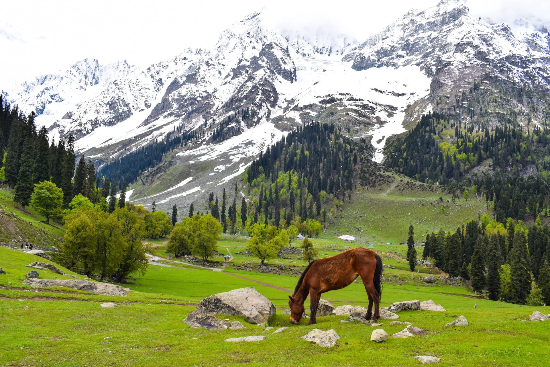 Jannat-e-Kashmir by Vistadome Train: Delhi → Udhampur → Srinagar